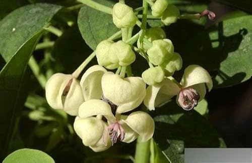 Akebia quinata Cream Form (80-100 cm) Schokoladenwein/Klettergurke von Baumschule Pflanzenvielfalt