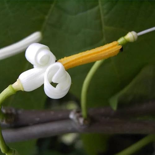 Alangium platanifolium - Platanenblättrige Alangie 60-80 von Baumschule Pflanzenvielfalt