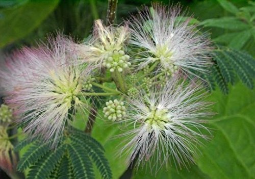 Albizia julibrissin - Seidenbaum-Seidenakazie von Baumschule Pflanzenvielfalt