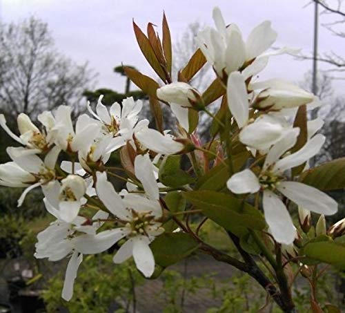 Amelanchier Ballerina - Felsenbirne Ballerina Preis nach Größe 60-100 cm von Baumschule Pflanzenvielfalt