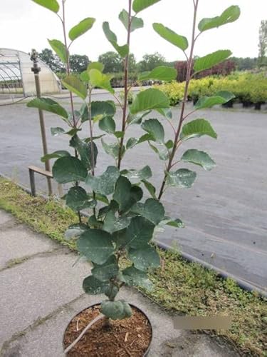 Amelanchier alnifolia Smoky - Felsenbirne Smoky - 80-100 von Baumschule Pflanzenvielfalt