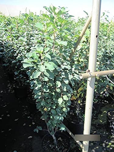 Amelanchier arborea Robin Hill - Felsenbirne Robin Hill - 80-100 von Baumschule Pflanzenvielfalt
