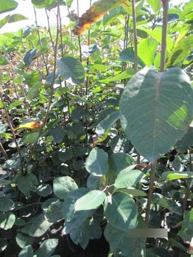 Amelanchier spicata - Ähren-Felsenbirne - 80-100 Amelanchier spicata - Ähren-Felsenbirne - 80-100 von Baumschule Pflanzenvielfalt