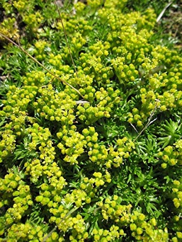 Andenpolster Minor - Azorella trifurcata Minor Stückzahl Rabatt 10er-Paket von Baumschule Pflanzenvielfalt