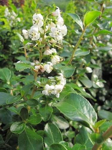 Andenstrauch Iveyi - Escallonia Iveyi - immergrüner Duftstrauch 30-40 Andenstrauch Iveyi - Escallonia Iveyi - immergrüner Duftstrauch 30-40 von Baumschule Pflanzenvielfalt