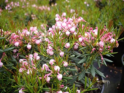 Andromeda polifolia Nikko - Lavendelheide Nikko - Rosmarinheide - von Baumschule Pflanzenvielfalt