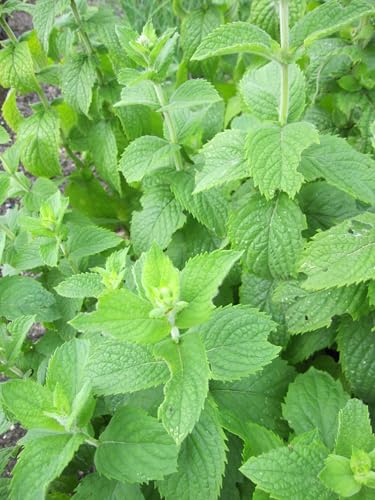 Apfelminze - Mentha suaveolens - Apple Mint Verpackungseinheit 1 von Baumschule Pflanzenvielfalt