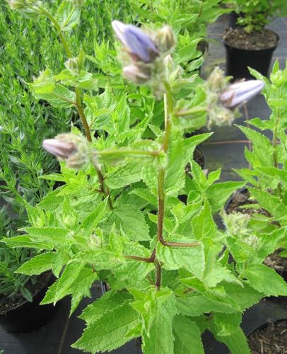 Apotheker-Ysop Blues - Hyssopus officinalis Ysop Blues Apotheker-Ysop Blues - Hyssopus officinalis Ysop Blues von Baumschule Pflanzenvielfalt