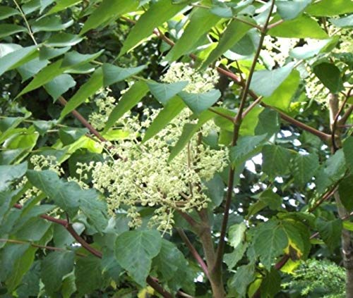 Aralia elata - Aralie - Stachelaralie - Teufelskrückstock - Japanischer Angelikabaum von Baumschule Pflanzenvielfalt