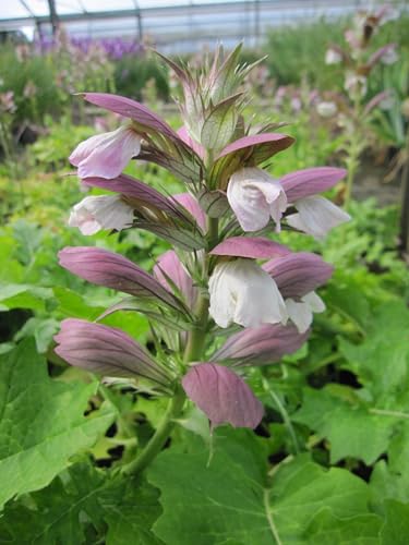 Balkan-Bärenklau - Ungarischer Akanthus - Acanthus hungarius - Blütenstaude Verpackungseinheit 1 Balkan-Bärenklau - Ungarischer Akanthus - Acanthus hungarius - Blütenstaude Verpackungseinheit 1 von Baumschule Pflanzenvielfalt