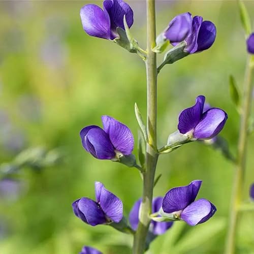 Baptisia australis - Blaue Färberhülse von Baumschule Pflanzenvielfalt