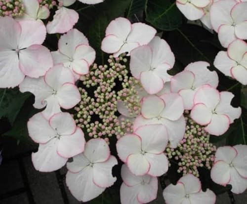 Bauernhortensie Love you Kiss - Tellerhortensie - Gartenhortensie - Hydrangea macrophylla von Baumschule Pflanzenvielfalt