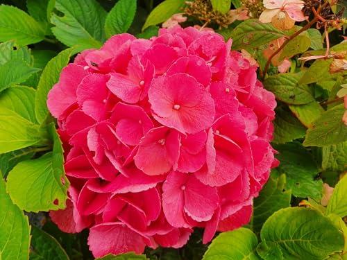 Bauernhortensie Red Baron - Hydrangea macrophylla Red Baron - 30-40cm von Baumschule Pflanzenvielfalt