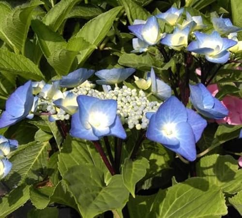 Bauernhortensie Zorro - Tellerhortensie - Hydrangea macrophylla Zorro von Baumschule Pflanzenvielfalt