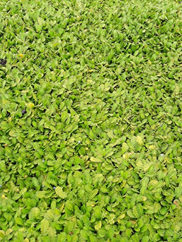 Baumschule Pflanzenvielfalt Cotula dioica - Fiederpolster von Baumschule Pflanzenvielfalt