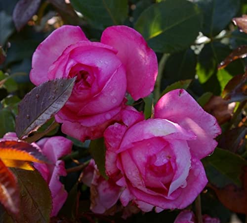 Baumschule Pflanzenvielfalt Edelrose La Rose de Molinard® - Rosa La Rose de Molinard® - pinkfarbend - Duft++++ - ADR-Rose - von Baumschule Pflanzenvielfalt
