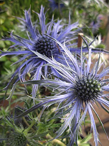 Eryngium planum Blaukappe - Kleiner Mannstreu Blaukappe von Baumschule Pflanzenvielfalt