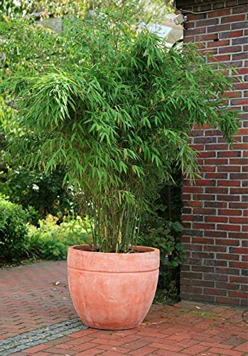 Baumschule Pflanzenvielfalt Fargesia murielae Jumbo - immergrüner Hecken-Bambus - 40-60 cm - hellgrün von Baumschule Pflanzenvielfalt