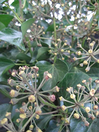 Baumschule Pflanzenvielfalt Hedera Helix Arborescens - Strauch-Efeu Arborescens von Baumschule Pflanzenvielfalt