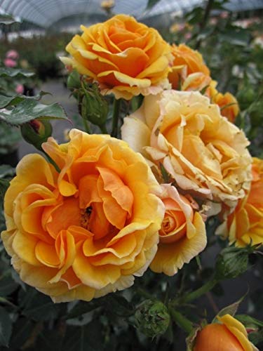 Baumschule Pflanzenvielfalt Kletterrose Disco Tango® - Rosa Disco Tango® - gelb-orange - Poulsen-Rose von Baumschule Pflanzenvielfalt