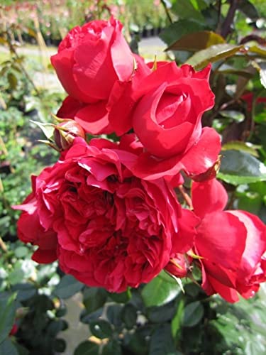 Baumschule Pflanzenvielfalt Kletterrose Florentina® - Rosa Forentina® - rot - Kordes-Rose von Baumschule Pflanzenvielfalt