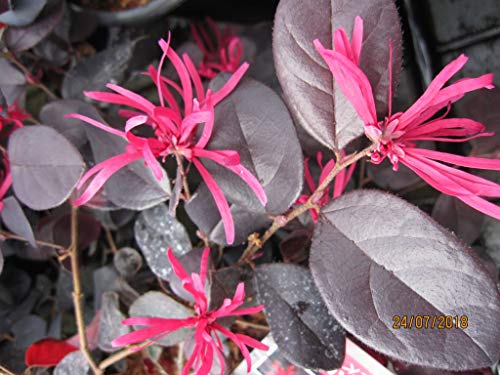 Baumschule Pflanzenvielfalt Loropetalum chinense Black Pearl - Riemenblüte Schwarze Perle von Baumschule Pflanzenvielfalt