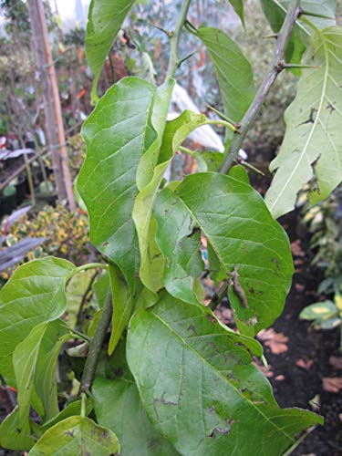 Baumschule Pflanzenvielfalt Maclura pomifera - Milchorangenbaum - Osagedorn von Baumschule Pflanzenvielfalt