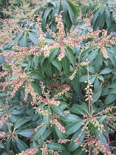 Pieris japonica Scarlet O-Hara - Japanische Lavendelheide - 40-60 von Baumschule Pflanzenvielfalt