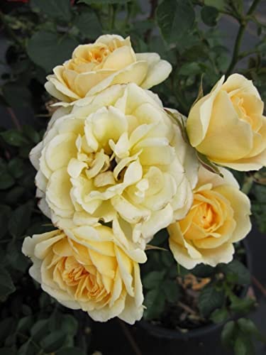 Baumschule Pflanzenvielfalt Rosa Lucky® - Patiorose (Zwergrose) Lucky® gelb Duft+ 25 cm von Baumschule Pflanzenvielfalt