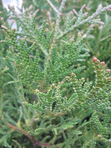 Baumschule Pflanzenvielfalt Thujopsis dolobrata Mini - Zwerg Hiba-Lebensbaum von Baumschule Pflanzenvielfalt