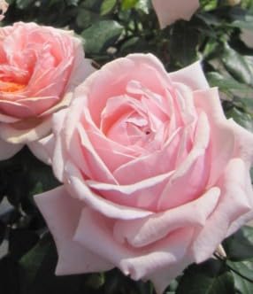 Beetrose Garden of Roses ® - Rosa Garden of Roses ® - Kordes Rose - ADR Rose von Baumschule Pflanzenvielfalt
