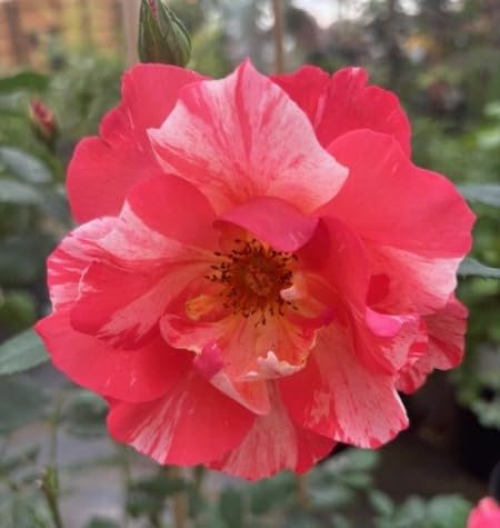 Beetrose Grimaldi ® - Rosa Grimaldi ® - Malerrose - Delbart-Rose von Baumschule Pflanzenvielfalt