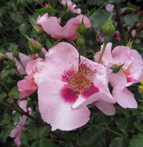 Beetrose Orienta ® Farina - Rosa Orienta ® Farina - Tantau Rose von Baumschule Pflanzenvielfalt