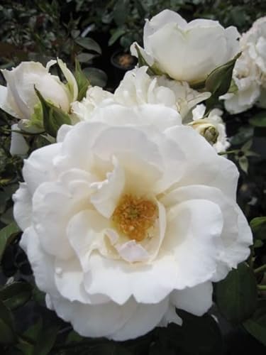 Beetrose Princess of Wales® - Rosa Princess of Wales® - cremeweiß - Duft+ - Harkness-Rose von Baumschule Pflanzenvielfalt