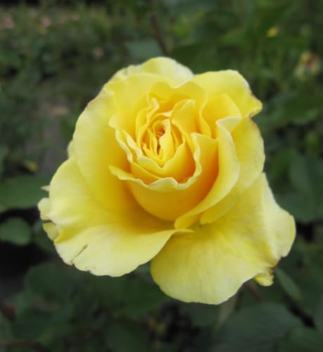 Beetrose Zonta ® - Rosa Zonta ® - Harkness Rose von Baumschule Pflanzenvielfalt