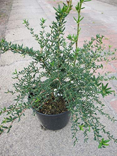 Berberis stenophylla - Schmalblättrige Berberitze - Dotterberberitze von Baumschule Pflanzenvielfalt