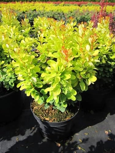 Berberis thunbergii Golden Rocket® - Gold-Berberitze Golden Rocket® 20-30cm von Baumschule Pflanzenvielfalt