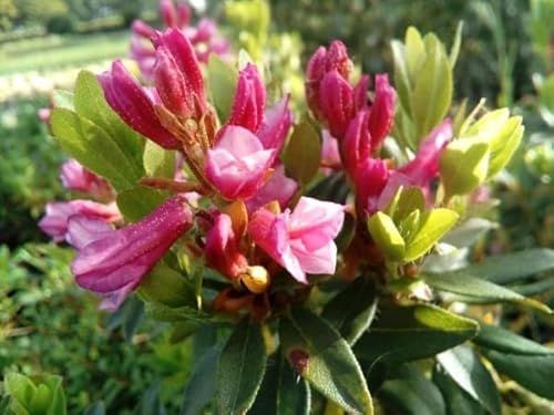 Bewimperte Alpenrose/Steinrose - Rhododendron hirsutum von Baumschule Pflanzenvielfalt