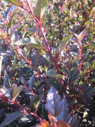 Blasenspiere Little Devil - Fasanenspiere - Physocarpus opulifolius 40-60 von Baumschule Pflanzenvielfalt