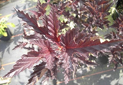 Blasenspiere Red Baron - Fasanenspiere - Physocarpus opulifolius - 60-100 von Baumschule Pflanzenvielfalt