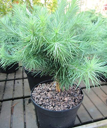 Blaue Zwerglärche Blue Dwarf - Larix kaempferi Blue Dwarf 20-25cm von Baumschule Pflanzenvielfalt