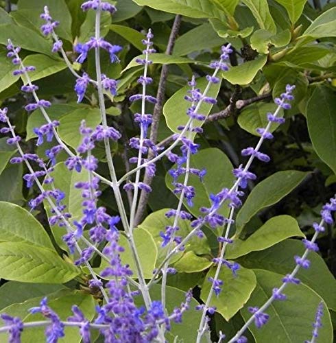 Blauraute Blue Spire - Perovskia atriplicifolia - Russischer Salbei 30-40 von Baumschule Pflanzenvielfalt