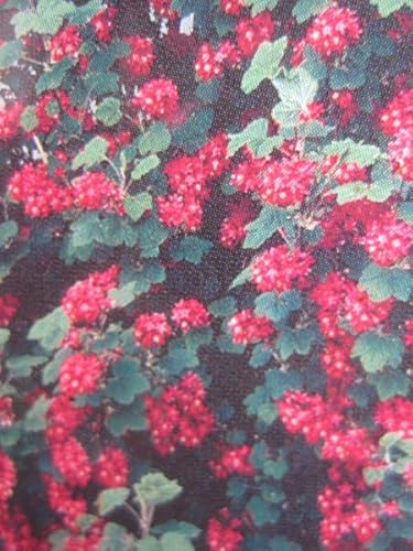 Blutjohannisbeere - Zierjohannisbeere King Edward VII - Ribes sanguineum King Edward VII - 60-100cm von Baumschule Pflanzenvielfalt