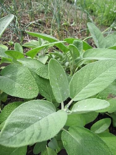 Breitblättriger Gewürz-Salbei Berggarten - Blütensalbei - Salvia officinalis Berggarten Stückzahl Rabatt Einzelpreis von Baumschule Pflanzenvielfalt