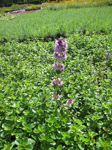 Breitblättriger Pizza-Thymian Tabor - Thymus pulegioides Tabor - Kräuter-Staude Verpackungseinheit 1 Breitblättriger Pizza-Thymian Tabor - Thymus pulegioides Tabor - Kräuter-Staude Verpackungseinheit 1 von Baumschule Pflanzenvielfalt