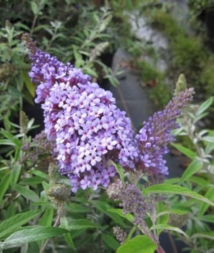 Buddleja buzz ® Sky Blue - Zwerg-Sommerflieder Sky Blue ® 40-60 von Baumschule Pflanzenvielfalt