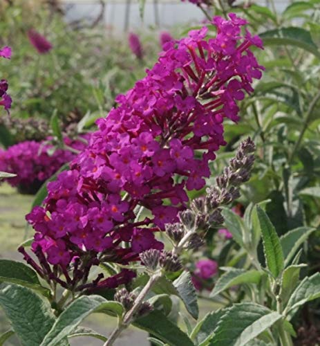 Buddleja buzz Pink Purple - Zwerg-Schmetterlingsflieder 30-40 von Baumschule Pflanzenvielfalt