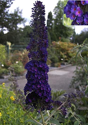 Buddleja davidii Black Knight - Schmetterlingsstrauch - von Baumschule Pflanzenvielfalt