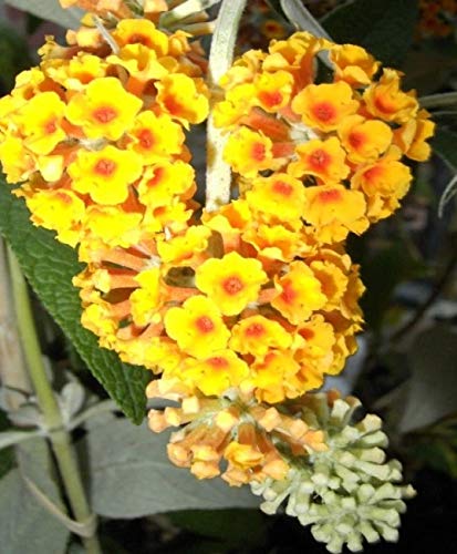 Buddleja davidii Golden Glow - Schmetterlingsstrauch - 60-80 cm von Baumschule Pflanzenvielfalt