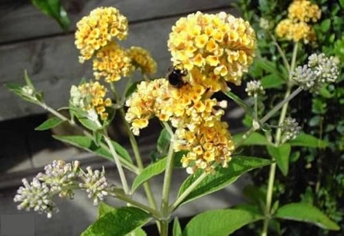 Buddleja weyeriana Sungold - Schmetterlingsstrauch - Schmetterlingsflieder von Baumschule Pflanzenvielfalt